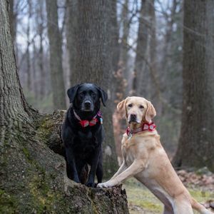 Meet your Posher, Peggy